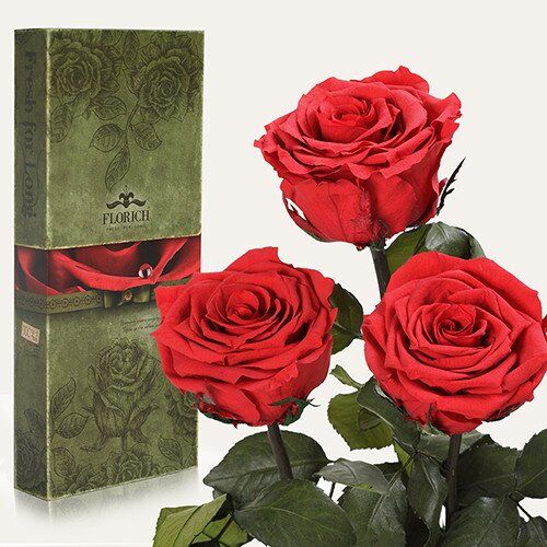 Долгосвежие розы Алый рубин, букет с 3 шт 25 см