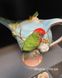 Фарфоровый заварочный чайник Попугай Розелла Pavone 1250 мл FM- 79/ 1