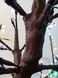 Світодіодне Дерево Сакура Преміум Вуличне 2,5 М