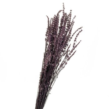 Лаванда Фиолет, стабилизированная (8213-035)