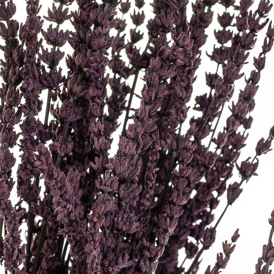 Лаванда Фиолет Стабілізований 8213-035
