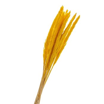 Пампасная трава Желтая, стабилизированная (8213-044)