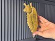 Блюдо Декоративне Пташка, золотистий Колір