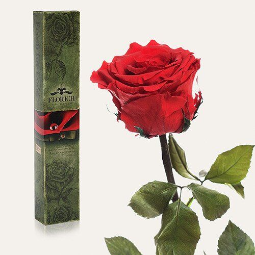 Подарочная долгосвежая роза FLORICH RD01