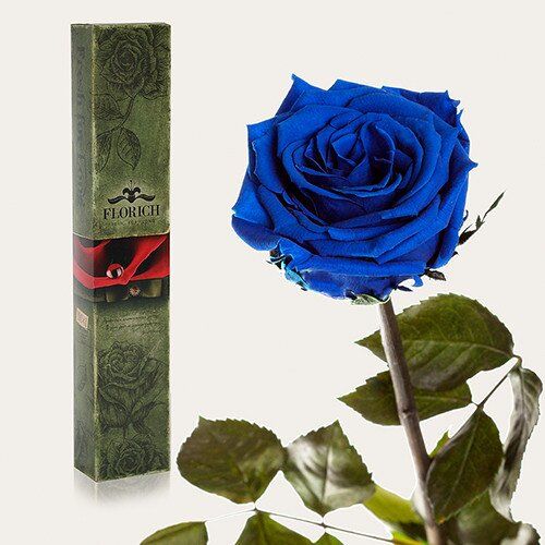 Долгосвежая роза Синий сапфир