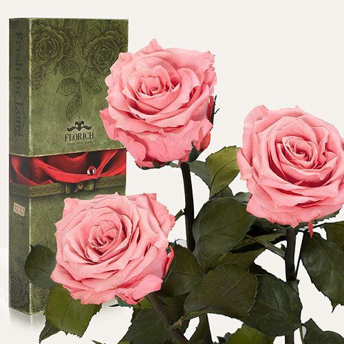 Довгосвіжі Троянди Рожевий Кварц, Букет з 3 Шт 25 См